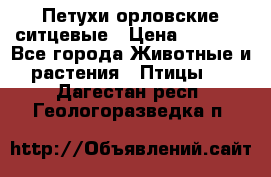 Петухи орловские ситцевые › Цена ­ 1 000 - Все города Животные и растения » Птицы   . Дагестан респ.,Геологоразведка п.